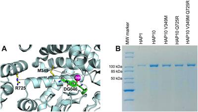 Polymorphic positions 349 and 725 of the autoimmunity-protective allotype 10 of ER aminopeptidase 1 are key in determining its unique enzymatic properties